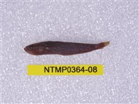 藏品(貢氏鰐齒魚)的圖片